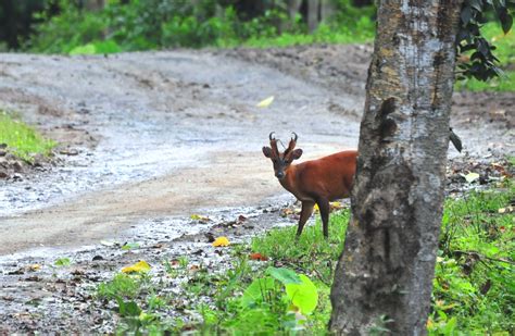 Bird Watching in Japan & Asia: Wildlife in Bhutan, August 2011