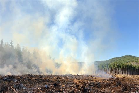 How Forest Management Prevents Forest Fires | Rayonier Stories