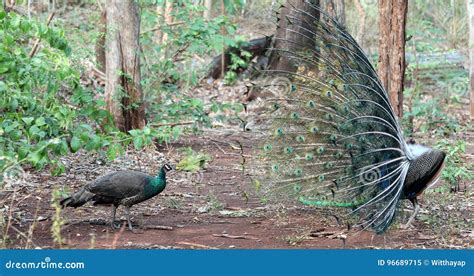 Peacock breeding stock image. Image of bird, nature, park - 96689715