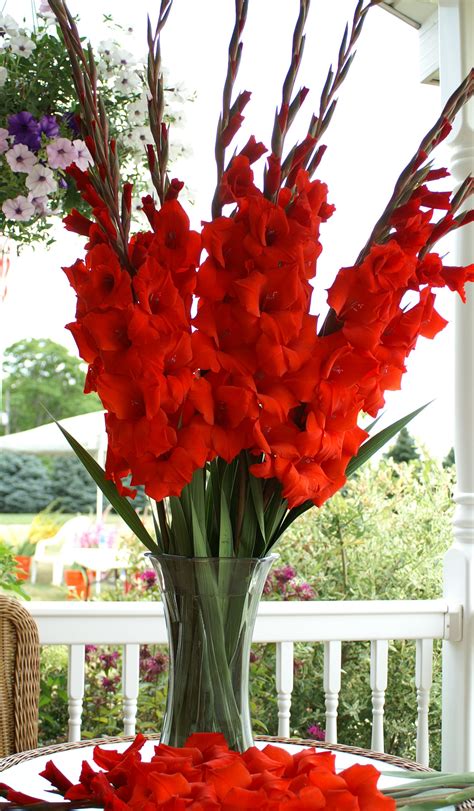 Glorious Gladiolus | Anniversary flowers, Beautiful flower arrangements, Beautiful flowers