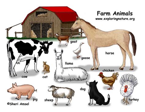 Farm Animals Poster