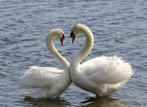 Swan Heart Photograph by Kelly S Andrews - Fine Art America