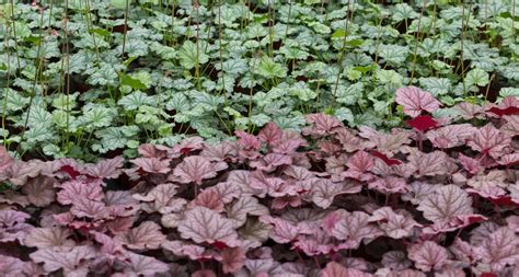 Grow Heuchera ‘Coral Bells’ For Pronounced Foliage That Changes Colour With The Seasons ...