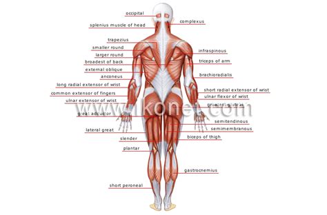 human being > anatomy > muscles > posterior view image - Visual Dictionary