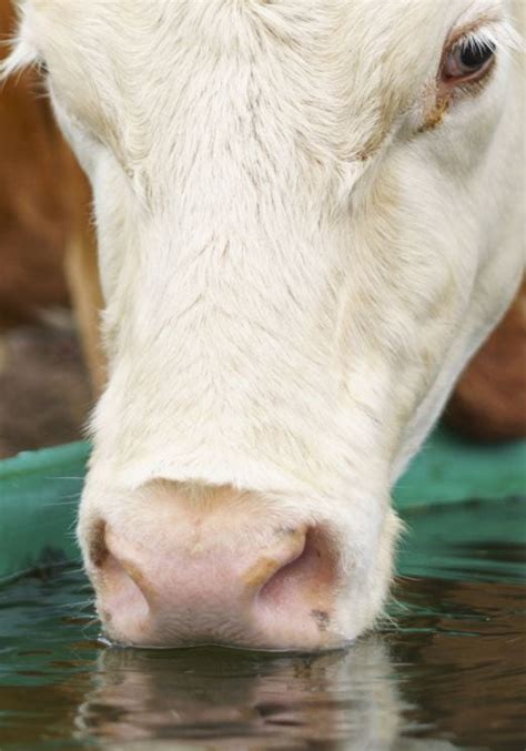 Maintaining a Clean Water Trough for Cattle | Ohio BEEF Cattle Letter