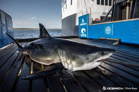 9-foot great white shark known to travel with a 'buddy' pings off ...