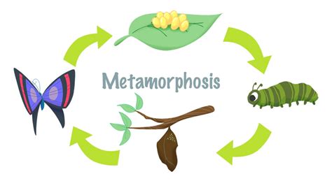 Mini Lesson Plan: Metamorphosis – LittleLives