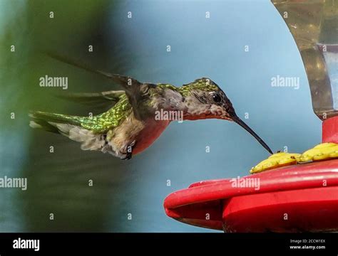 Female Red Throated Hummingbird drinks from the feeder Stock Photo - Alamy