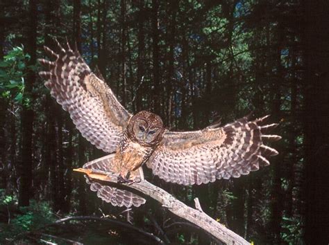 Spotted Owl Facts, Distribution, Habitat, Call, Diet, Pictures