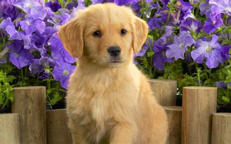 Puppy Golden Retriever Wallpaper