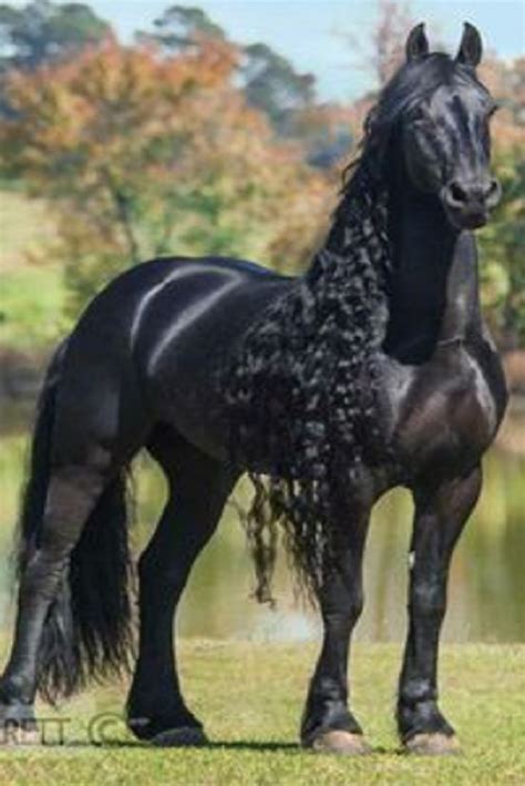 MOST BEAUTIFUL HORSE BREEDS IN THE WORLD (VIDEO) | Beautiful horses, Horse breeds, Beautiful ...