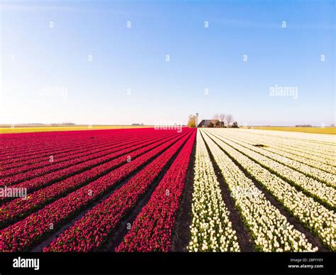 Aerial drone flying over beautiful colored tulip field in Netherlands. Drone view of bulb ...