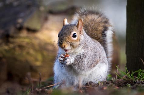 Squirrel Eating Nut Photograph by Andrea & Tim photography