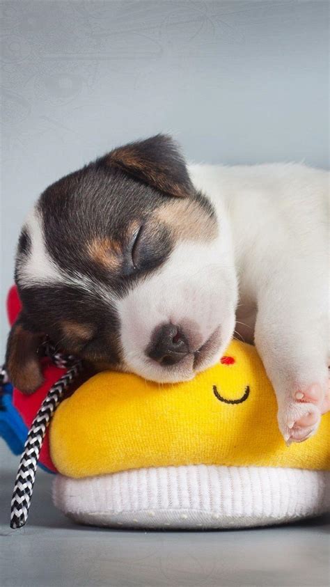 Puppy Sleeping Wallpapers - Top Free Puppy Sleeping Backgrounds ...