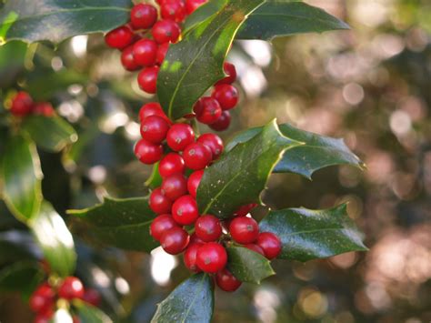 Christmas Jewel holly in early December | December birth flower, Birth flowers, Christmas holly