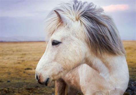 Top 10 Animals In Iceland You May See During Your Trip - Follow Me Away