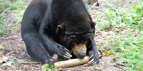 The Forgotten Bear. How Do We Improve Sun Bear Conservation?