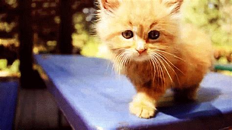 ブサ子猫GIF画像10選！かわいそうになるくらいブサイクな子猫ちゃんたちwww - もふぬこ動画☆画像 | Kitten gif, Cats, Cute animals