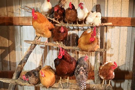 10 Amazing Reasons Why Chicken Roosts Are Important - POULTRY FEED FORMULATION