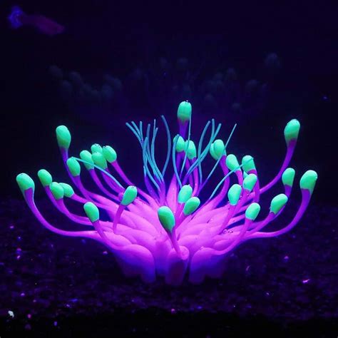 Amazon.com: glow in the dark plants