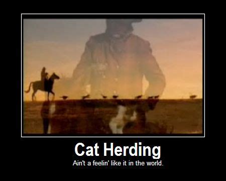 Cat herder - Level: Expert | Grumpy cat humor, Herding cats, Cats