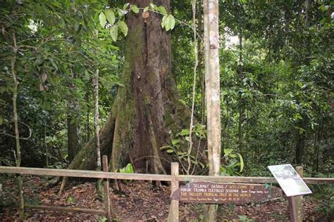 The Fascinating Story Behind The Tallest Yellow Meranti Tree | Abbaben.com