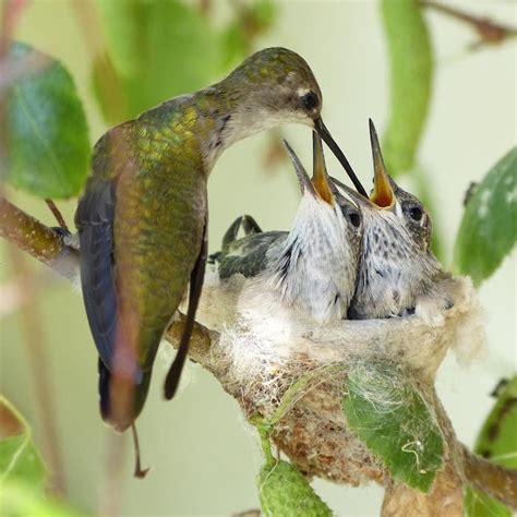 Hummingbirds: A Guide For Oregon Homeowners