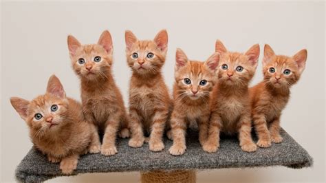 Six orange tabby kittens, animals, cat, baby animals, sitting HD wallpaper | Wallpaper Flare