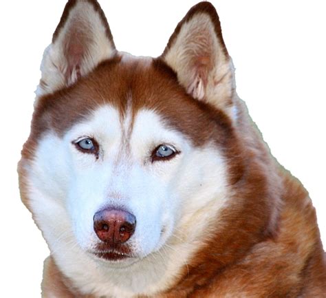 Husky PNG Transparent Images - PNG All