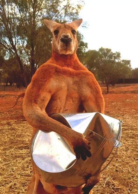 Roger the muscle-bound kangaroo is back and he's even BIGGER than ever - Mirror Online