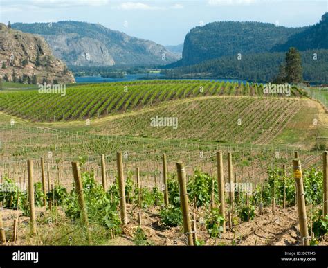 BLUE MOUNTAIN VINEYARDS OKANAGAN FALLS VASEAUX LAKE SOUTH OKANAGAN VALLEY BRITISH COLUMBIA ...