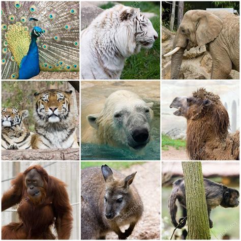 Wild animals collage Stock Photo by ©sabinoparente 3055816