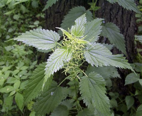 3000 Stinging Nettle Seeds - Urtica Dioica Seeds - Medicinal Plant - Deer Resistant – O'Neill Seeds