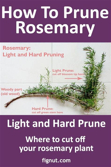 How to Prune Rosemary (with Photos & Video) in 2021 | Prune rosemary, Rosemary plant, Rosemary