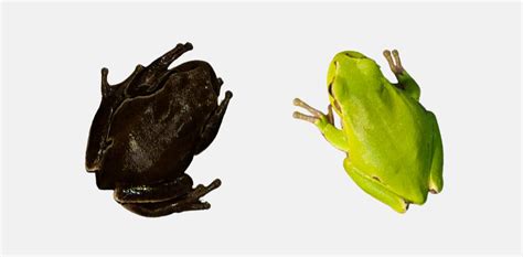 Evolution in action as frogs in Chernobyl exclusion zone turn black