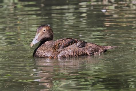 The Common Eider (Somateria Mollissima) Female in Natural Habitat - St ...