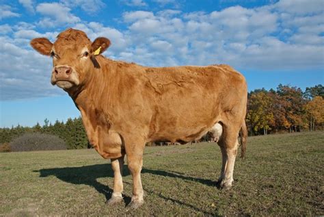 Surprisingly Awesome Facts About Limousin Cattle in 2020 | Animals, Cow ...