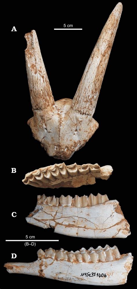 The bovid artiodactyl Sporadotragus parvidens (Gaudry, 1861) from... | Download Scientific Diagram