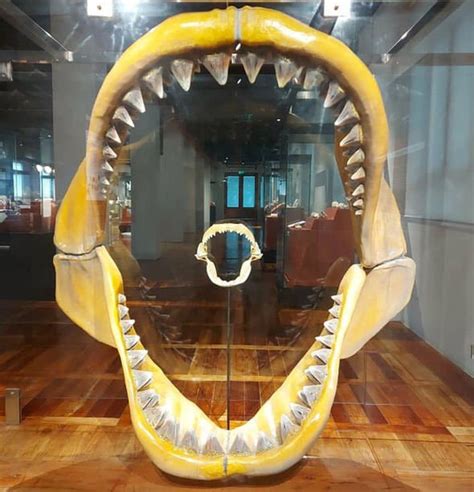 Megalodon discovery: Giant shark tooth found in the Phillipines ...