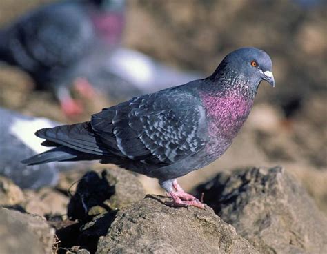 Pigeon Control | Missouri Department of Conservation