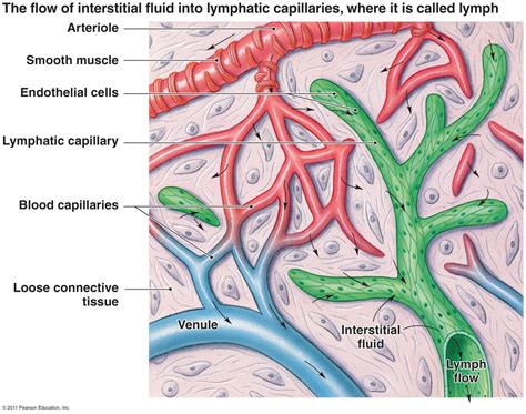 Capillaries and hydrostatic/osmotic pressure | Student Doctor Network