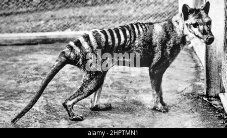 Thylacine: Extinct Tasmanian Tiger in The Dead Zoo - Natural History Museum, Dublin, Ireland ...