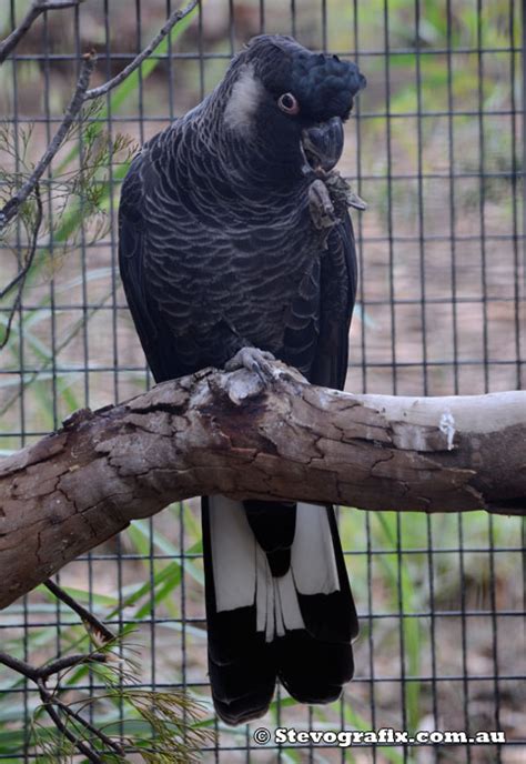 Carnaby's Black-Cockatoo - Calyptorhynchus latirostris - Stevografix