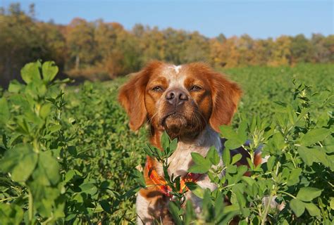 Dog Spaniel Hunt - Free photo on Pixabay - Pixabay