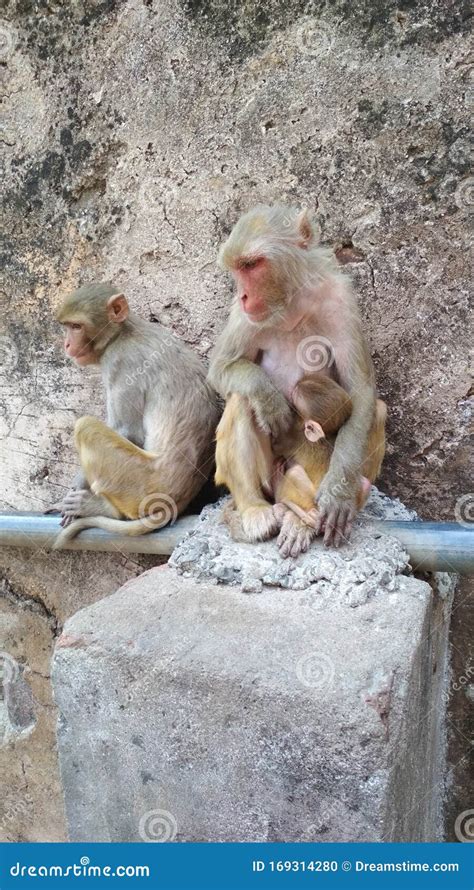 A Monkey Mother Protecting Her Baby Stock Photo - Image of support, mother: 169314280