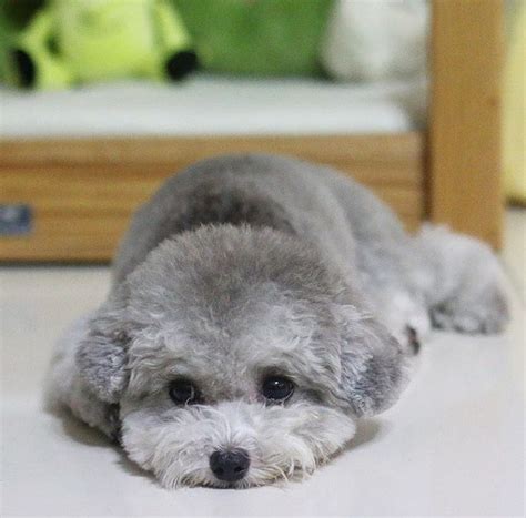 Silver toy poodle | Poodle dog, Poodle puppy, Cute dogs