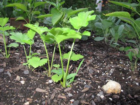 Boston Food Garden: Growing parsnips