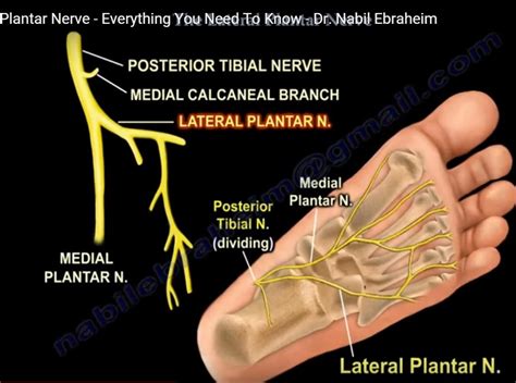 Plantar Nerve - Plant Corz