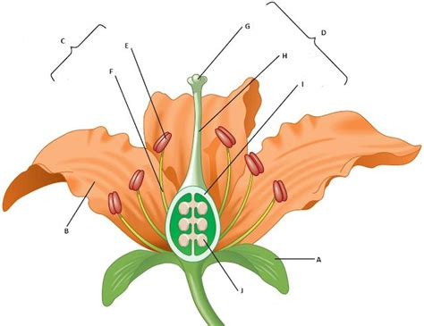 Biology Multiple Choice Quizzes | Diagram of a flower, Parts of a ...