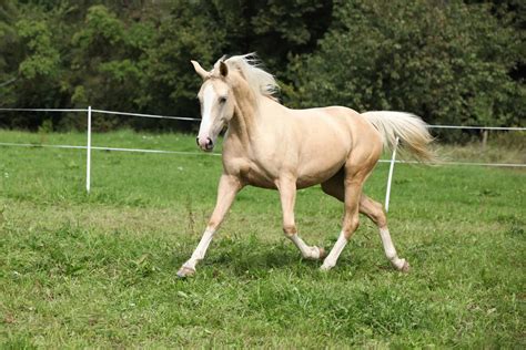 11 Interesting Facts About Palomino Horses